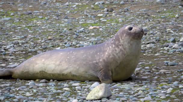 Sceau Lève Tête Repose Sur Gravier — Video