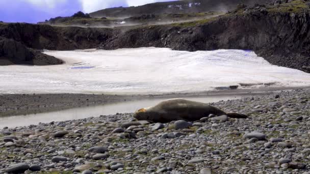 Seal Lying Gravel Its Belly Facing Sky — Stockvideo