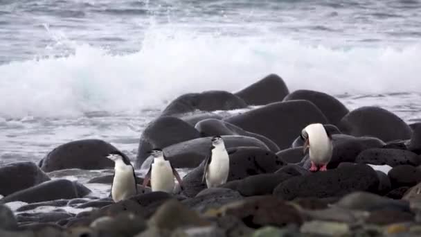 Четыре Пингвина Стояли Скале Берегу Моря — стоковое видео