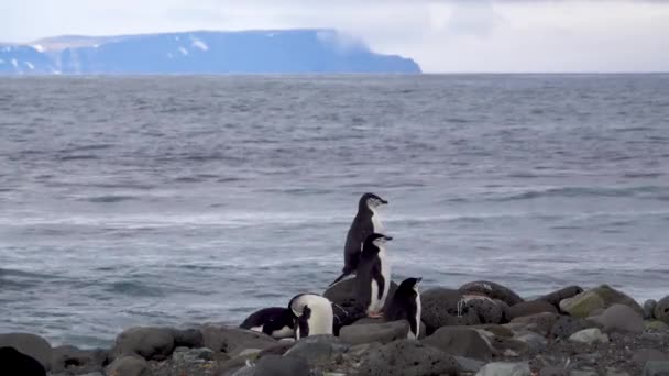 Avait Plusieurs Pingouins Debout Sur Les Rochers Bord Mer Certains — Video