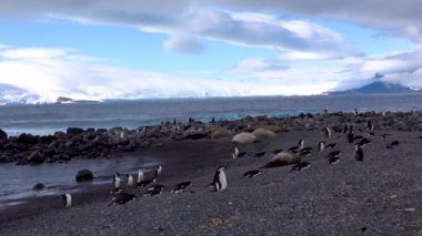 Deniz kenarındaki kayalıklarda dinlenen birçok penguen var. Arka planda buzdağları ve okyanus var..