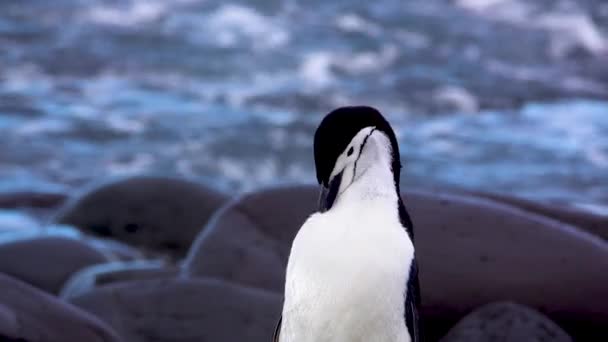 Penguen Kıyıda Duruyor Göğüs Tüylerini Tımar Ediyor Yakın Çekim — Stok video