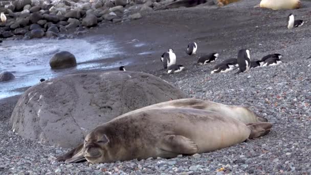 ２つの封印が岩の横に横たわって寝ている アザラシの後ろのペンギンも休んでいました — ストック動画