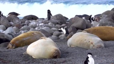 Birkaç fok kumsalda yatıyordu ve uyuyordu. Fokların arkasındaki kayalıklarda birkaç penguen var..