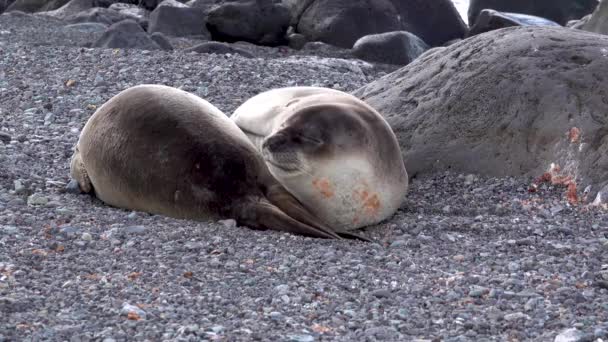 Two Seals Were Sleeping Gravel One Them Wiggled Bit — Αρχείο Βίντεο