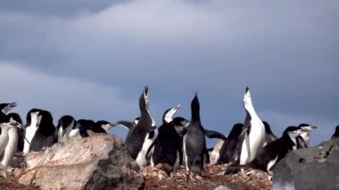 Tepecikte dinlenen penguenler vardı. Birkaçının gagası gökyüzüne dönük..