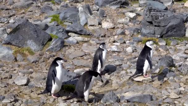 Gibt Ein Paar Pinguine Einem Steinhaufen Sie Sprangen Richtung Ozean — Stockvideo