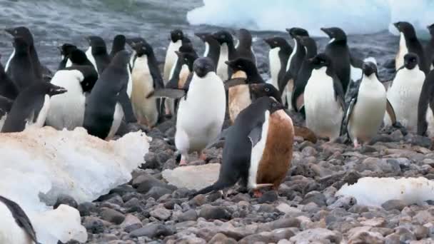 海岸沿いの砂利の上にいくつかの氷のチップがあった アデリーペンギンがいます — ストック動画