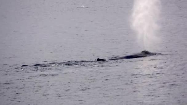 Twee Walvissen Duiken Oceaan Het Uitademen Staarten Die Oppervlakte Van — Stockvideo