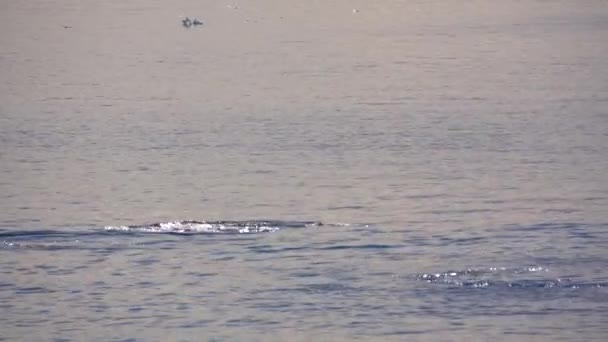 Several Whales Dive Ocean Spewing Out Water Tails Raised Surface — Stock Video
