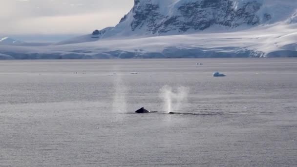 Several Whales Dive Ocean Spewing Out Water Tails Raised Surface — Stock Video