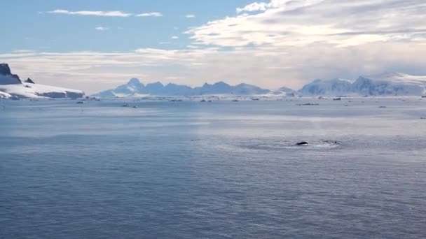 Plusieurs Baleines Nagent Dans Une Baie Formée Icebergs Après Avoir — Video