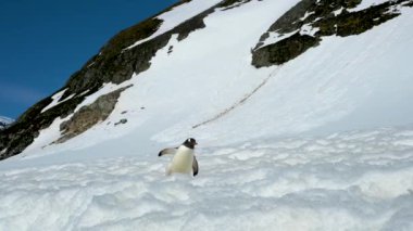 Gentoo pengueni kanatlarını açtı. Buzdağının önündeki yoğun karda yürür..