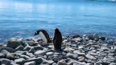 İki Gentoo pengueni denizin kıyısındaki çakıl taşlarının üzerinde güneşleniyorlar..