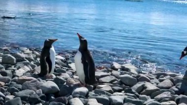 Bir Gentoo pengueni kumsalda bir çakıl yığını üzerinde duruyor. Gagası gökyüzüne doğru ötüyor.