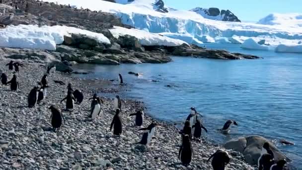 有些企鹅在岸上玩耍 有些在日光浴 还有一些在海里游泳 — 图库视频影像