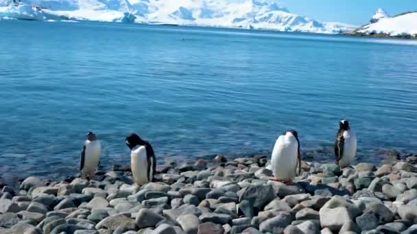 四只企鹅正在海边的砾石上梳理羽毛 — 图库视频影像