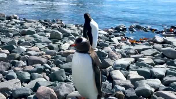 Két Pingvin Van Kavicson Tenger Mellett Egyik Pingvin Körülnézett Másik — Stock videók