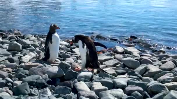 Gentoo Pengueni Deniz Kıyısındaki Çakıl Taşlarının Üzerinde Yürüyor Zıplıyor — Stok video