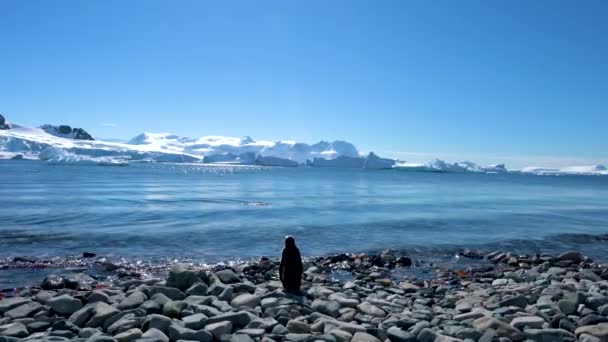 Pinguim Gentoo Estava Praia Sol Outro Nadava Mar — Vídeo de Stock