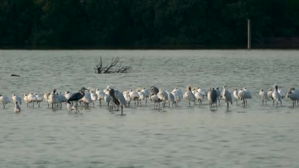 Group Black Faced Spoonbills Standing Water Resting Also Few Gray — Stock Video