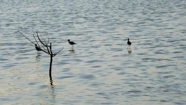 Three Black Winged Stilts Walking Shallow Water Flew Away Together — Stock Video