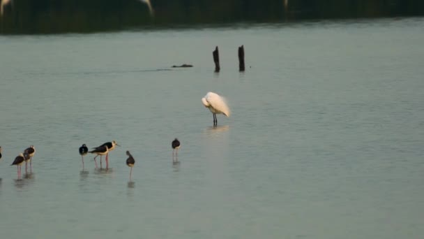 Chinese Egret Stands Water Grooming Its Feathers Some Black Winged — Stock Video
