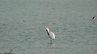 Siyah yüzlü bir kaşık gagası suyun içinde duruyordu. Kafasını çevirip sırtındaki tüyleri tarıyordu..