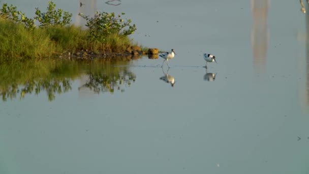 Terek Sandpiper Suda Koşuyordu Yiyecek Ararken Birbirleriyle Oynuyorlardı Ara Sıra — Stok video