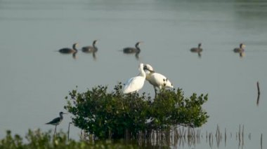 Siyah yüzlü bir kaşık gagası bir mangrov ağacının tepesinde ve birbirlerine sevgilerini göstermek için gagalarıyla dokunuyorlar. Arka planda yüzen birkaç ördek var..