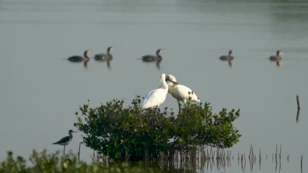 Pair Black Faced Spoonbills Top Mangrove Tree Touching Each Other — Stock Video