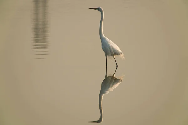 Una Garza Mira Por Encima Cuello Hay Reflejo Agua — Foto de Stock