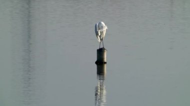 Çinli balıkçıl sudaki bir sütunun üzerinde durdu ve tüylerini taradı..