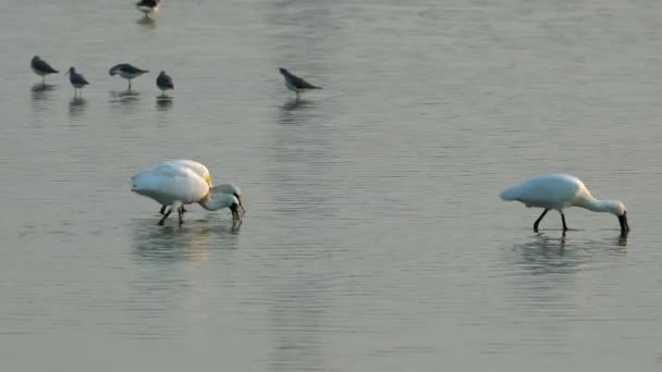 Three Black Faced Spoonbills Dive Beaks Water Sweep Beaks Left — Stock Video