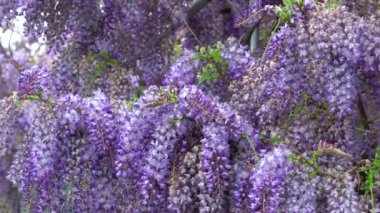 Sallanan mor çiçekler, Wisteria Sinensis (Sims) Tatlı. Arılar etrafta uçar. 4 bin. Mor Çin salkımı, bezelyede yetişen bir bitki türüdür..