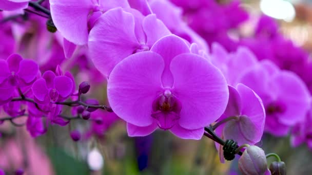 Bonitas Flores Rosadas Magenta Primer Plano Parte Delantera Flor Orquídea — Vídeos de Stock