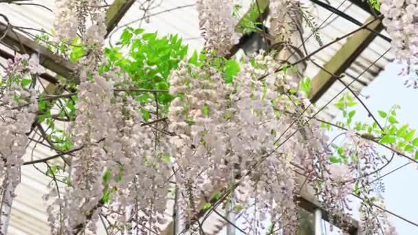 Gantung Bunga Putih Wisteria Sinensis Sims Manis Lebah Terbang Sekitar — Stok Video