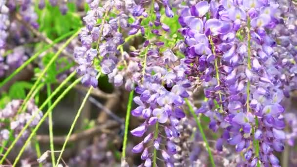 Paarse Bloemen Wisteria Sinensis Sims Zoet Bijen Vliegen Rond Purple — Stockvideo