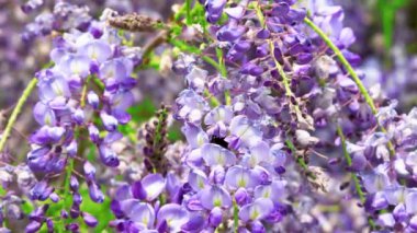 Sallanan mor çiçekler, Wisteria Sinensis (Sims) Tatlı. Arılar çiçek topluyor. 4k Mor Çin salkımı, bezelyede yetişen bir bitki türüdür..