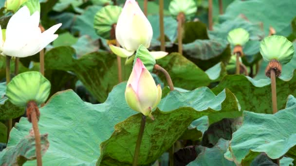 Lotuszaden Zitten Lotusbloem Lotusbloem Heeft Een Groot Blad Oost Indische — Stockvideo