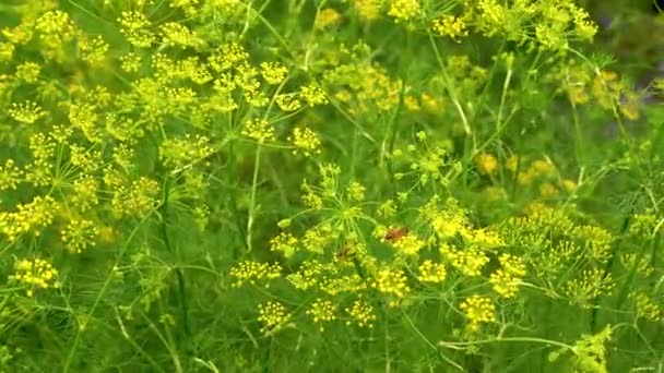 Μια Μέλισσα Κίτρινα Άνθη Άγριου Ρόκα Sisymbrium Loeselii Ανθισμένο Λιβάδι — Αρχείο Βίντεο