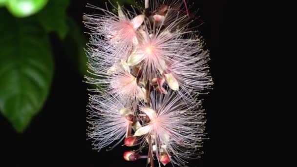 Barringtonia Racemosa Spreng Mangrove Eau Douce Cornbeefwood Nuit Poisson Poison — Video