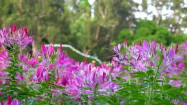 Bahçede açan Mor Pembe Örümcek Çiçeği (Cleome hassleriana Chodat). 4 bin. Nam-ı diğer Pembe Kraliçe, Örümcek Çiçeği, Örümcek Bitkisi, Dev Örümcek Çiçeği.