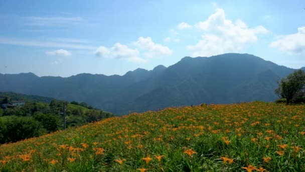 Flores Wild Orange Daylily Florescem Todas Montanhas Campos Taiwan Lírio — Vídeo de Stock