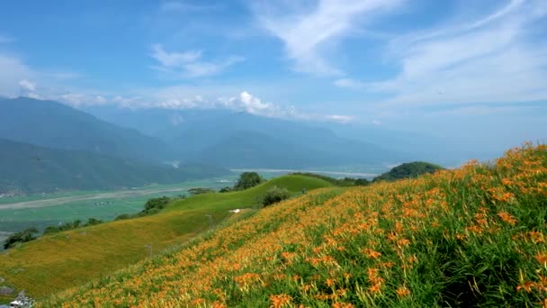 Άγρια Άνθη Daylily Πορτοκαλί Ανθίζουν Όλα Βουνά Και Χωράφια Ταϊβάν — Αρχείο Βίντεο