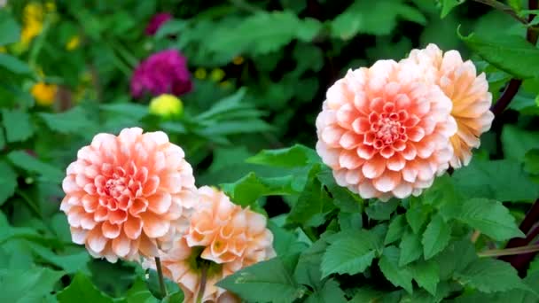 Nahaufnahme Von Chrysanthemen Weiß Orange Und Runden Blüten Mit Vielen — Stockvideo