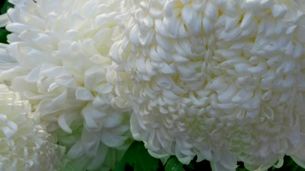 Detailní Záběr Chryzantémy Bílé Velké Kulaté Květy Mnoha Okvětními Lístky — Stock video