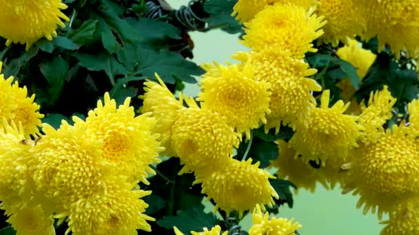Крупный План Хризантемы Желтые Большие Круглые Цветы Большим Количеством Лепестков — стоковое видео