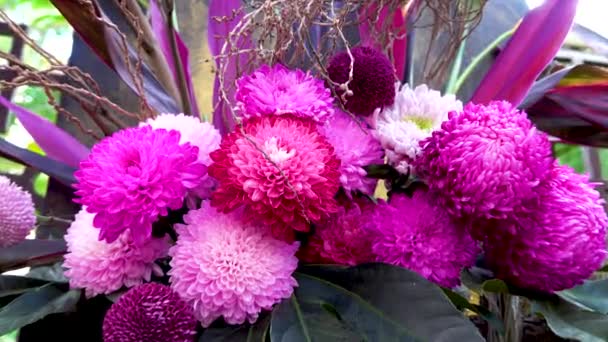 Closeup Chrysanthemum Pink Big Flowers Many Petals Blooming Balcony Winter — Stock Video