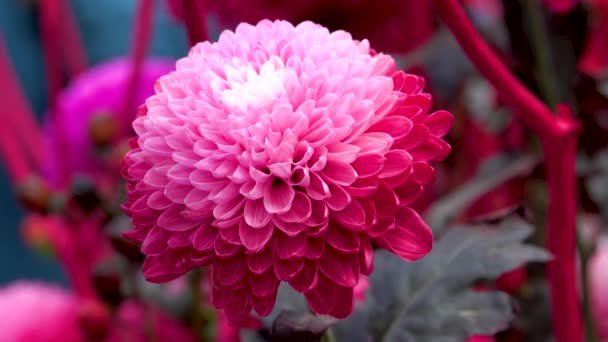 Closeup Chrysanthemum Red Big Flowers Many Petals Blooming Balcony Winter — Stock Video